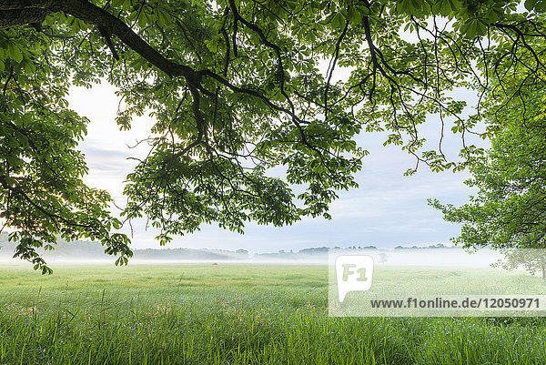 Blätter und Zweige eines Kastanienbaums im Morgennebel in Hessen  Deutschland