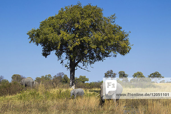 Afrikanische Elefanten (Loxodonta africana) grasen im hohen Gras auf einem Feld im Okavango-Delta  Botsuana  Afrika