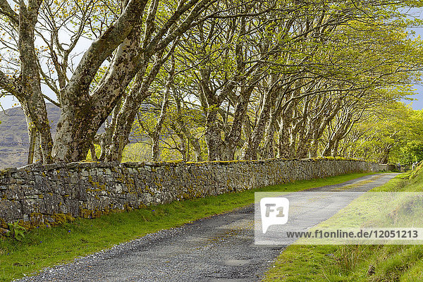 Tree-lined road with stone wall on the Isle of Skye in Scotland  United Kingdom