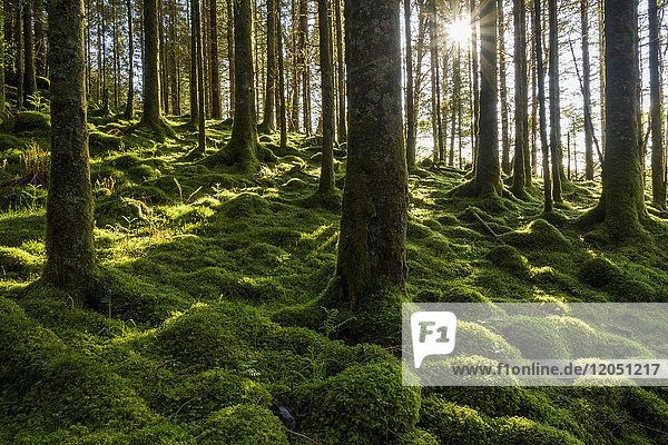 Moss covered ground and tree trunks in a conifer forest with the sun shining through at Loch Awe in Argyll and Bute in Scotland