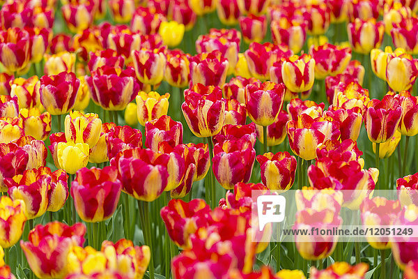 Rote und gelbe bunte Tulpen im Frühling im Keukenhof-Garten in Lisse  Südholland in den Niederlanden