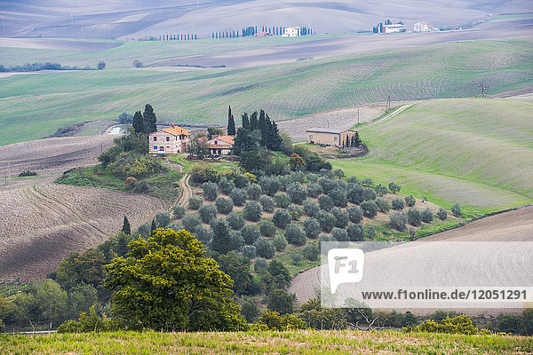 Eine idyllische Toskana-Landschaft mit sanften grünen Hügeln  kleinen Olivenhainen und privaten Steinvillen in der Nähe von Castiglione D'orcia; Toskana  Italien