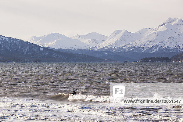 Surfers In Kachemak Bay Along Homer Spit  Southcentral Alaska  USA