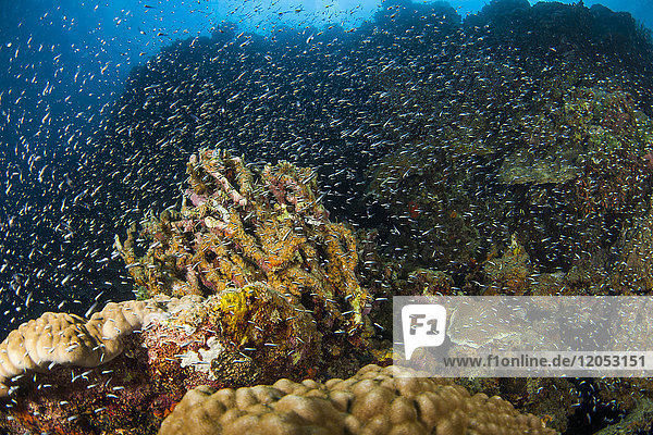Ein großer Schwarm winziger Fische schwimmt auf dem Riff; Moalboal  Cebu  Central Visayas  Philippinen