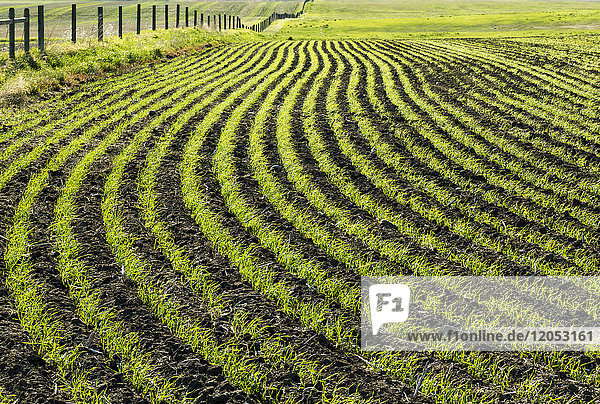 Lines Of An Early Growth Grain Crop In A Rolling Field; Beiseker  Alberta  Canada