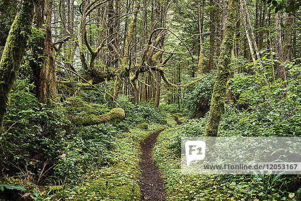 Üppiges Blattwerk in einem gemäßigten Regenwald  Cape Scott Provincial Park; British Columbia  Kanada