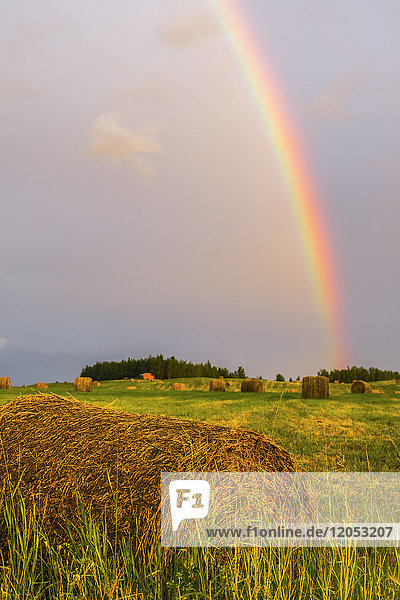 Ein Regenbogen erscheint über einem Feld mit frisch gerollten Heuballen; Delta Junction  Alaska  Vereinigte Staaten von Amerika