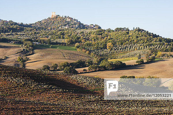 Sanfte Kurven der Toskana Gepflügtes Land und grüne Hügel  bedeckt von herbstlich gefärbtem Wald  Reihen von Olivenbäumen und kleinen Steinhäusern in der Nähe von Castiglione D'orcia; Toskana  Italien