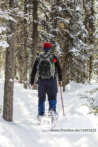 Male Snowshoer On Snow Covered Trail Along Snow-Covered Evergreen Trees; Alberta  Canada