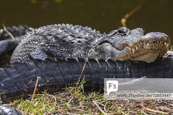 Ein Amerikanischer Alligator (Alligator mississippiensis) ruht seinen Kopf auf dem Schwanz eines anderen Alligators aus  während er sich in der Sonne im Shark Valley  Everglades National Park  Florida  Vereinigte Staaten von Amerika sonnt.