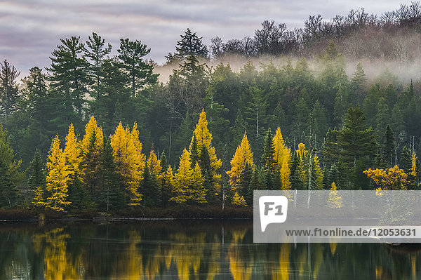 Goldene Tamaracks entlang des Ufers eines Sees mit Nebel über dem Wald im Herbst; Ontario  Kanada