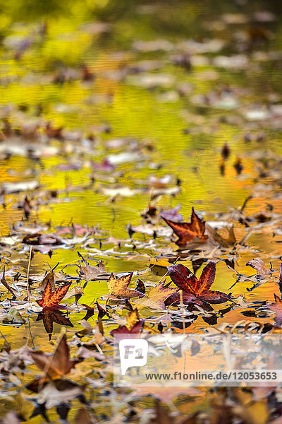 Herbstfarbenes Laub  das sich im blattbedeckten See spiegelt  Twin Lakes Area  New York Botanical Garden; Bronx  New York  Vereinigte Staaten von Amerika