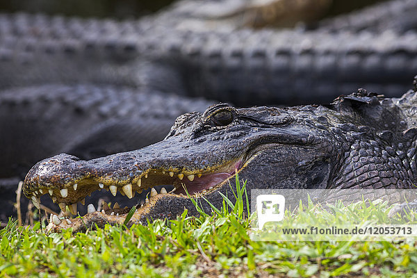 Ein Amerikanischer Alligator (Alligator mississippiensis) sonnt sich in der Nähe mehrerer anderer Tiere im Shark Valley  Everglades National Park; Florida  Vereinigte Staaten von Amerika