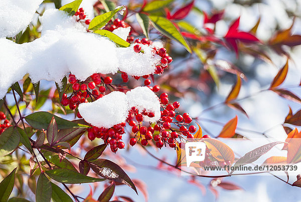 Rote Beeren an einem herbstlich gefärbten Baum mit Schneeklumpen auf den Ästen; Walnut Grove  British Columbia  Kanada