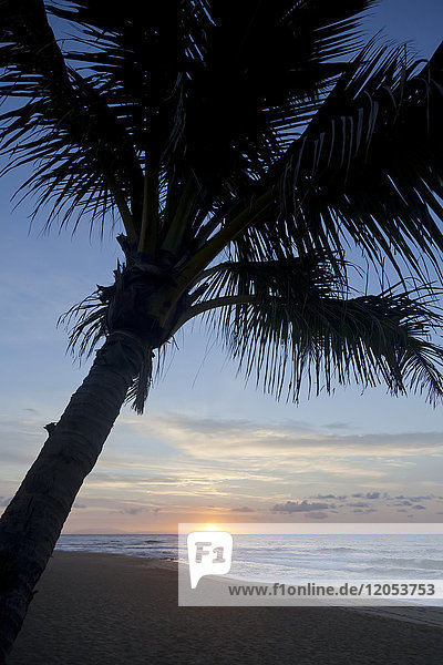 Silhouette einer Kokosnusspalme am Strand bei Sonnenaufgang; Honolulu  Oahu  Hawaii  Vereinigte Staaten von Amerika