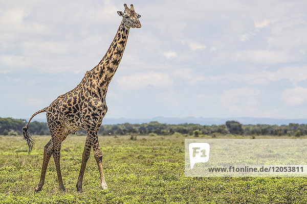 Giraffe (Giraffa) beim Spaziergang auf den Ebenen der Serengeti; Tansania