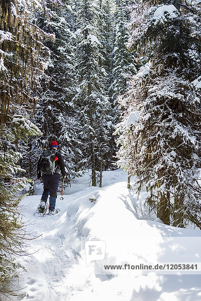 Male Snowshoer On Snow Covered Trail Along Snow-Covered Evergreen Trees; Alberta  Canada