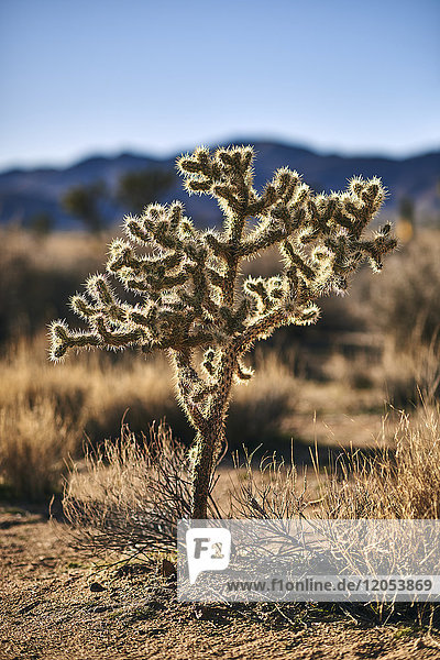 Nahaufnahme eines beleuchteten Kaktus  Joshua Tree National Park; Kalifornien  Vereinigte Staaten von Amerika