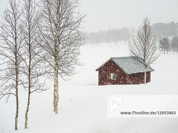 Schneefall über einer ländlichen Landschaft und einem kleinen roten Gebäude; Arjeplog  Provinz Norrbotten  Schweden