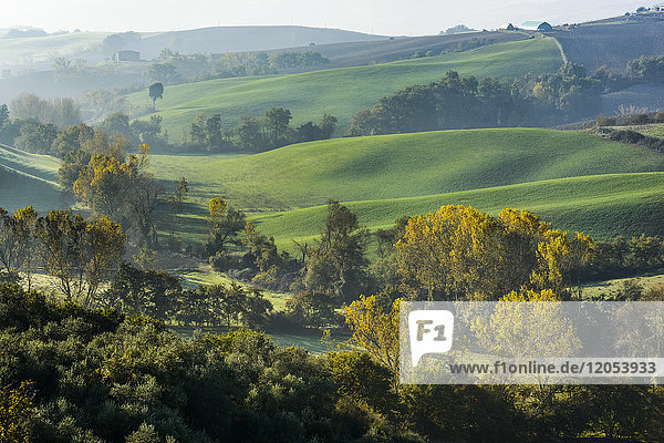 Grüne Hügel und herbstlich gefärbte Wälder der Toskana bei Castiglione D'orcia; Toskana  Italien