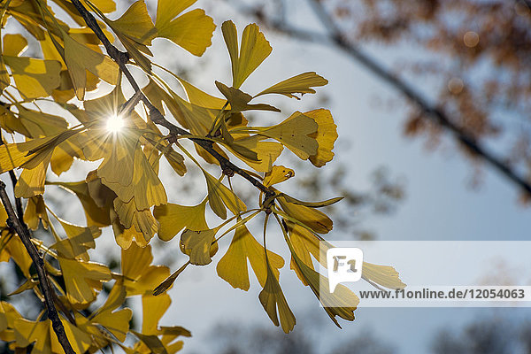 Sonne scheint durch herbstlich gefärbte Ginkgo-Biloba-Blätter (Ginkgoaceae)  Central Park; New York City  New York  Vereinigte Staaten von Amerika