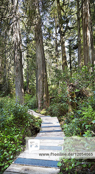 Eine Promenade durch den Wald; British Columbia,  Kanada