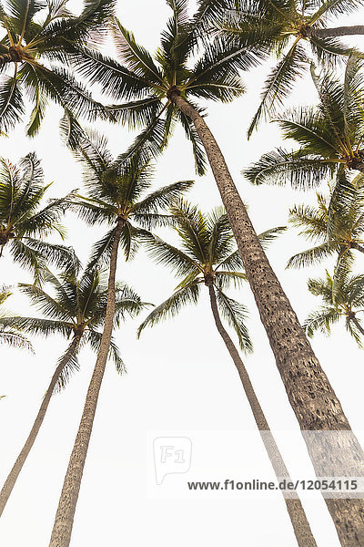 Eine Gruppe von Kokosnusspalmen aus einem niedrigen Winkel; Honolulu  Oahu  Hawaii  Vereinigte Staaten von Amerika