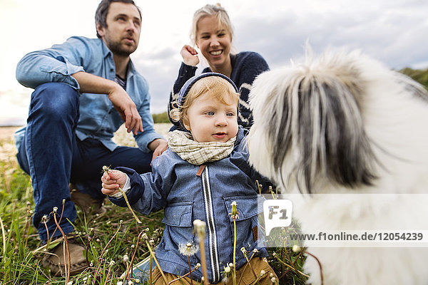 Cute little boy with parents and dog in dandelion field