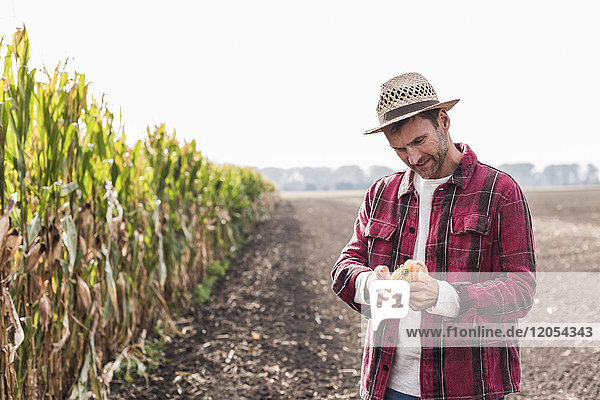 Bauer auf dem Feld untersucht Maiskolben