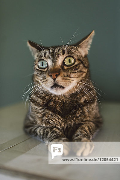 Portrait der starrenden Katze