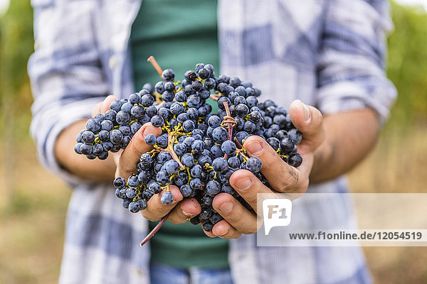 Close-up of man holding harvested grapes