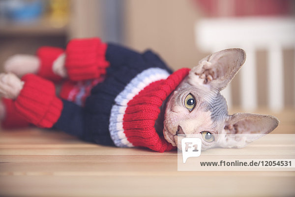 Portrait von Sphynx Katze mit Pullover