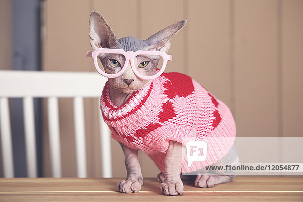 Porträt der Sphynx-Katze auf dem Tisch mit rosa Pullover und lustiger Brille