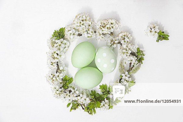 Handgefärbte grüne Ostereier im Nest aus Kirschblüten und Weide auf weißem Hintergrund