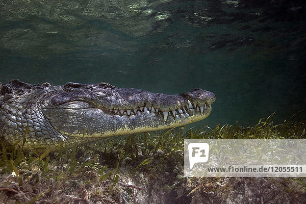 Mexiko  Amerikanisches Krokodil unter Wasser