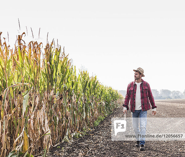 Bauer beim Spaziergang entlang des Maisfeldes