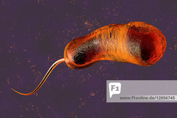 3D gerenderte Darstellung einer Konvergenz zu einem Vibrio Cholerae Bakterium  das Cholera verursacht.