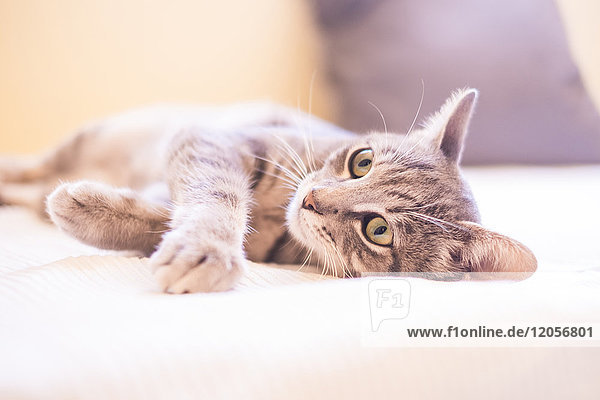 Tabby Katze entspannt auf dem Bett