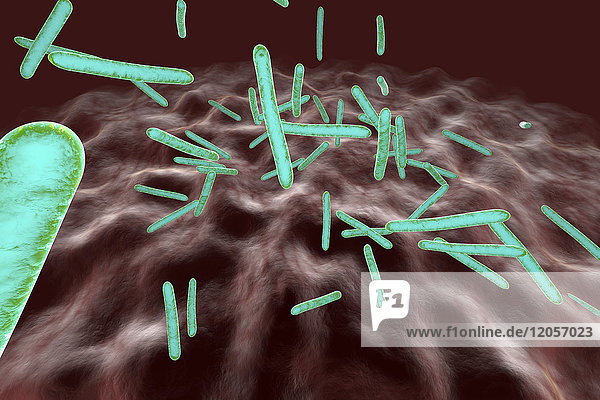 3D-Darstellung  Visualisierung von Tuberkulosebakterien im Organismus