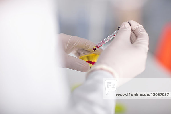 Wissenschaftlerin im Labor mit Pipette und Petrischale