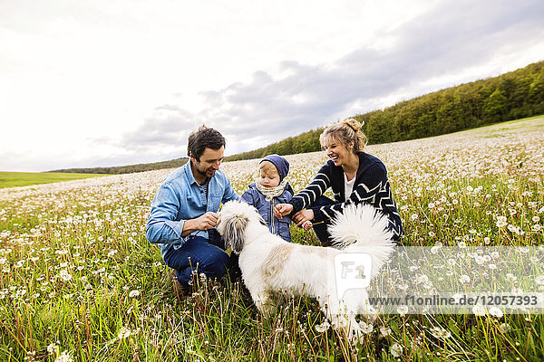 Cute little boy with parents and dog in dandelion field