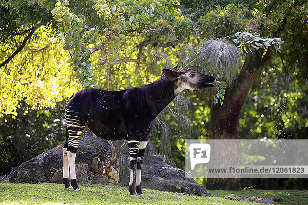 Okapi  (Okapia johnstoni)  erwachsene Tiere bei der Fütterung  Afrika