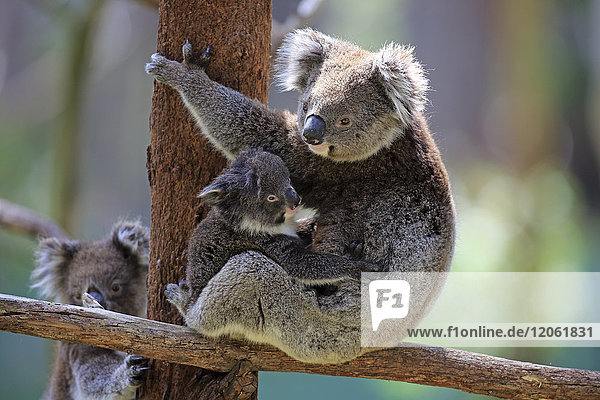 Koala  (Phascolarctos cinereus)  Mutter mit Jungtier auf Baum  Mount Lofty  Südaustralien  Australien