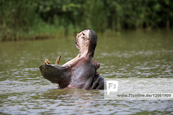 Flusspferd  (Hippopatamus amphibius)  Erwachsene im Wasser drohend  Porträt  Saint Lucia Estuary  Isimangaliso Wetland Park  Kwazulu Natal  Südafrika  Afrika