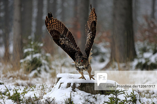 Uhu  (Bubo bubo)  adult auf Baumstumpf beginnt im Winter zu fliegen  im Schnee  rufend  Zdarske Vrchy  Böhmisch-Mährisches Hochland  Tschechische Republik
