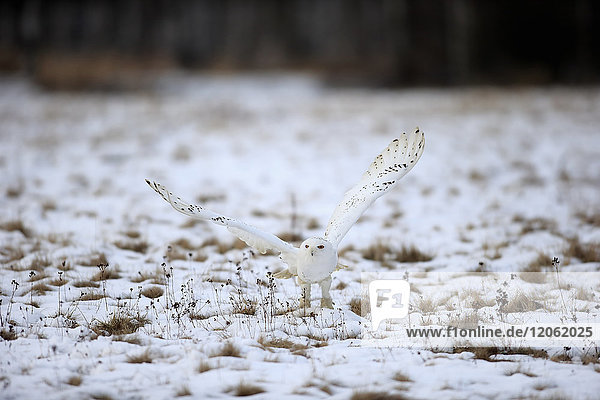 Schnee-Eule  (Nyctea scandiaca)  adult im Schnee beginnt zu fliegen  im Winter  Zdarske Vrchy  Böhmisch-Mährisches Hochland  Tschechische Republik