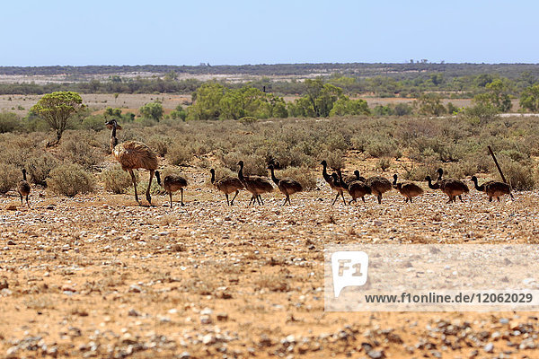 Emu (Dromaius novaehollandiae)  Erwachsener mit Jungtieren beim Spaziergang  Sturt Nationalpark  New South Wales  Australien