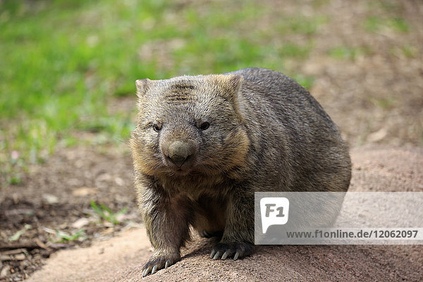 Gewöhnlicher Wombat  (Vombatus ursinus)  erwachsen  Mount Lofty  Südaustralien  Australien