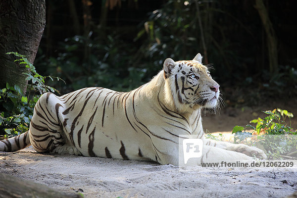 Indischer Tiger Weiße Form  Weißer Tiger  Bengalischer Tiger  (Panthera tigris tigris)  erwachsen  ruhend  wachsam  Indien  Asien