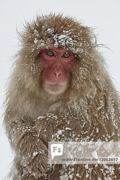 Japanischer Macaque  Macaca fuscata  im Winterschnee.